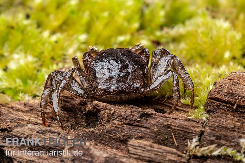 Blue Devil Vampirkrabbe, Geosesarma dennerle sp. blue, Zufällig ausgewählt