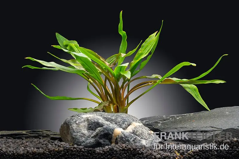 Gedrehter Wasserkelch, Cryptocoryne retrospiralis, im Topf (Ausgelistet)