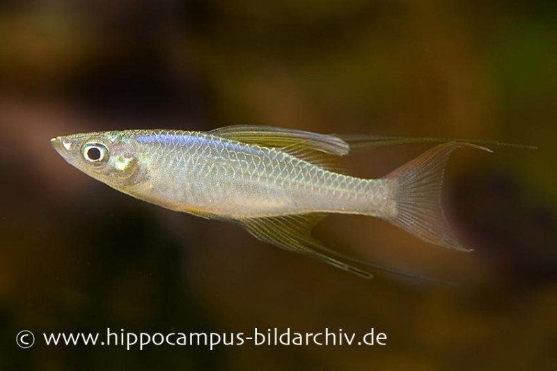 Prachtregenbogenfisch, Iriatherina werneri