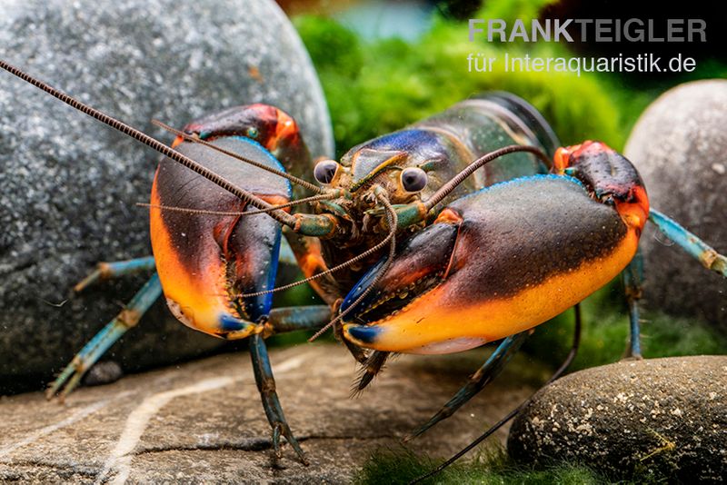 Blauer Rotscheren-Tigerkrebs, Cherax alyciae "Blue Kong Red Claw", Zufällig ausgewählt