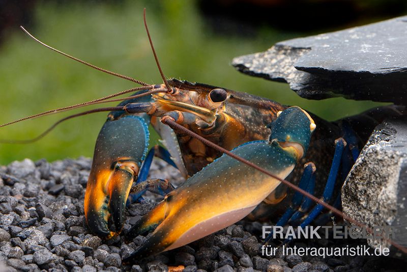 Dunkelblauer Krebs Variante III, Cherax sp. "Blue Moon Type III", Zufällig ausgewählt