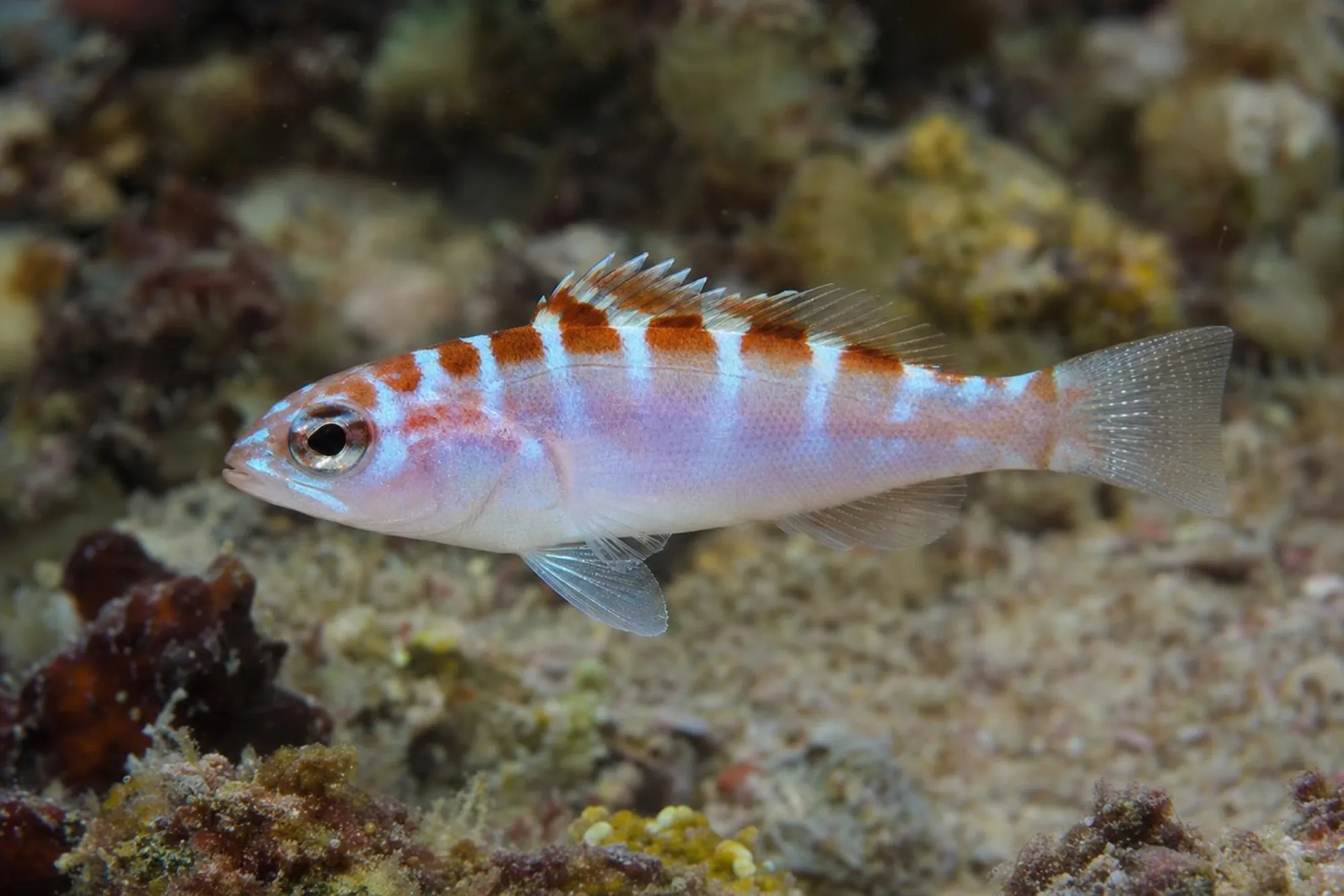 Blau Roter Tabakbarsch, Serranus tortugarum
