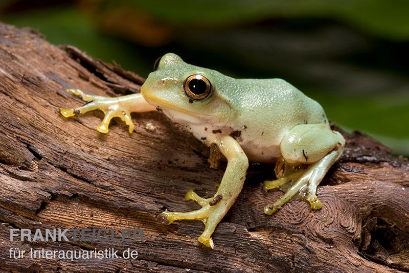 Japanischer Ruderfrosch, Rhacophorus arboreus