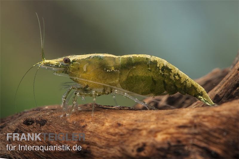 Green Jade Garnele, Neocaridina davidi [10+1 GRATIS]