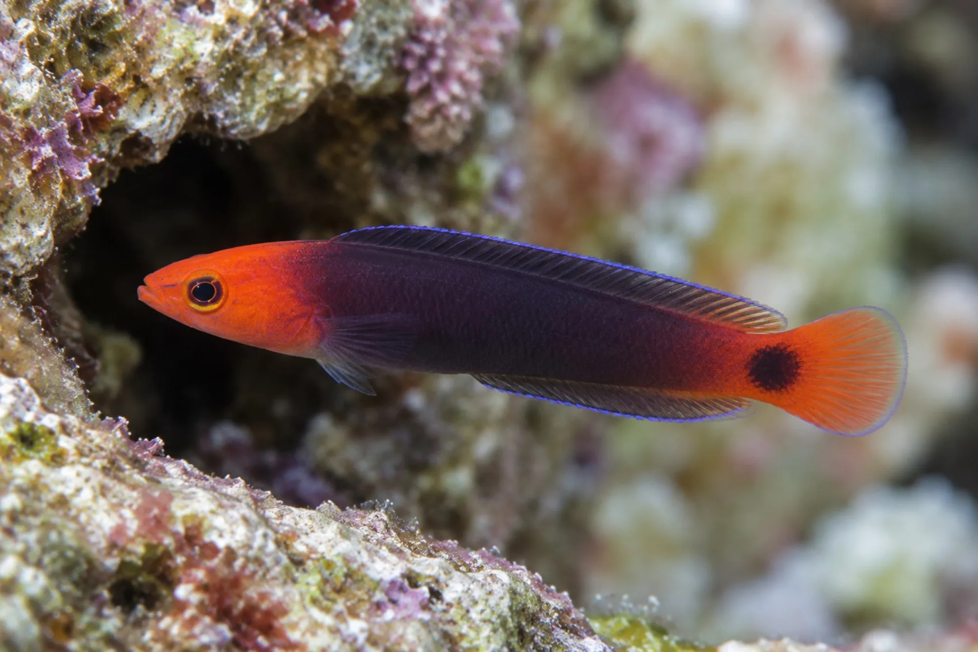 Eleganter Zwergbarsch – Nachzucht, Pseudochromis elongatus