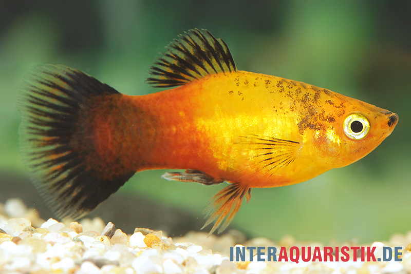 Deutschland (Sunset Wagtail) Platy, Xiphophorus maculatus