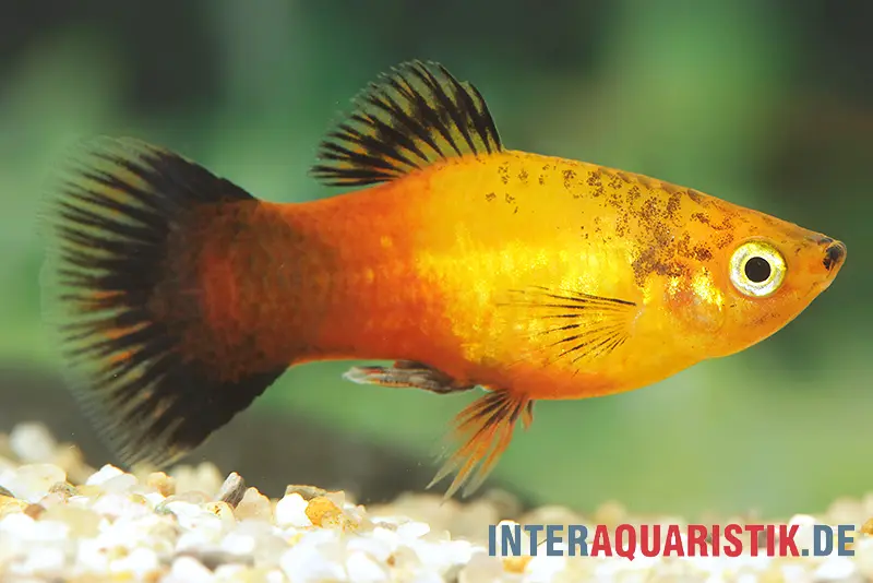 Deutschland (Sunset Wagtail) Platy, Xiphophorus maculatus, online kaufen