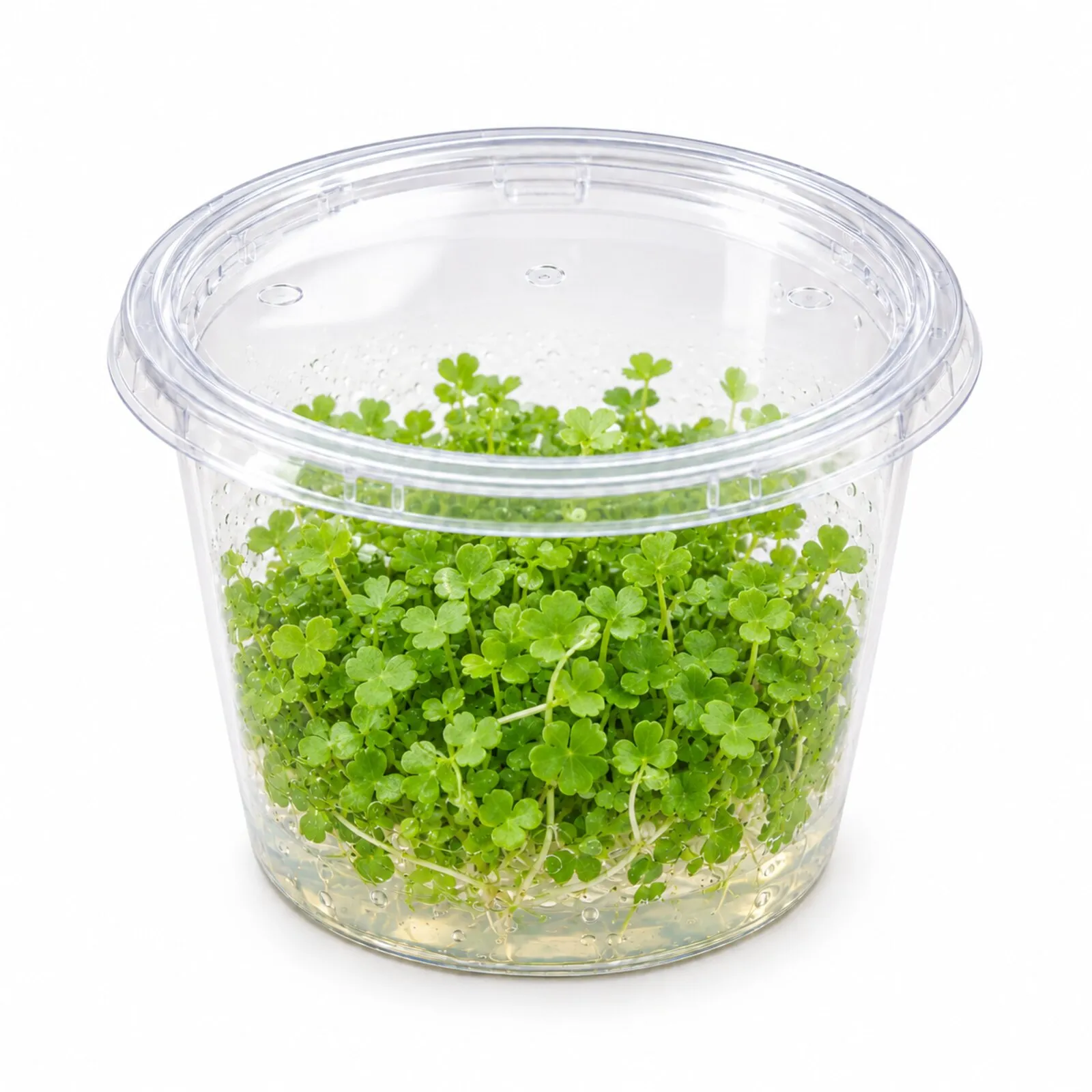 Japanischer Wassernabel, Hydrocotyle tripartita, In Vitro