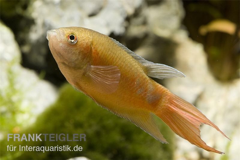 Paradiesfisch gold, Macropodus opercularis