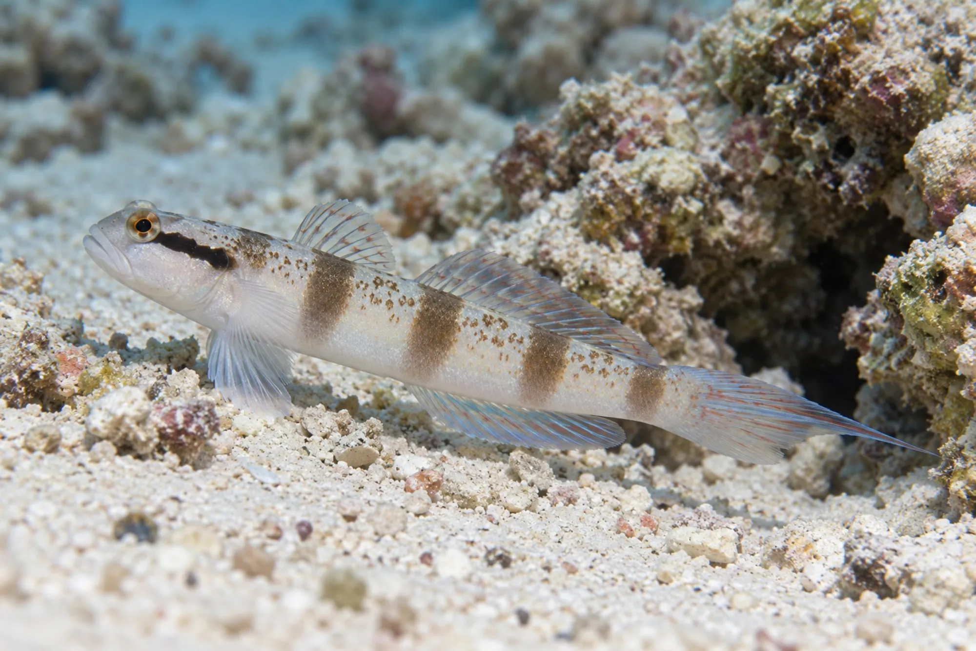 Masken Grundel, Amblyeleotris gymnocephala