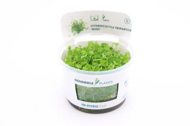 Japanischer Wassernabel, Hydrocotyle tripartita, In Vitro