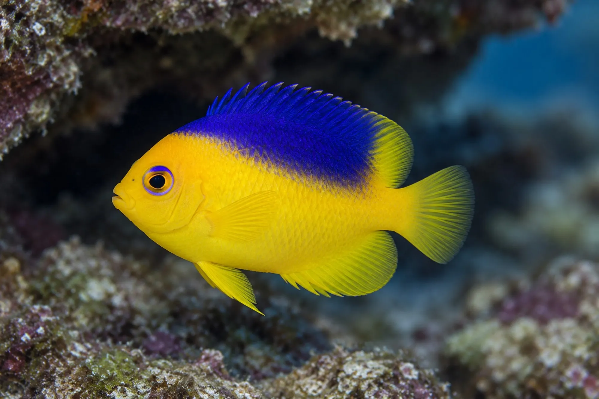 Colins Zwergkaiserfisch NZ, Centropyge colini