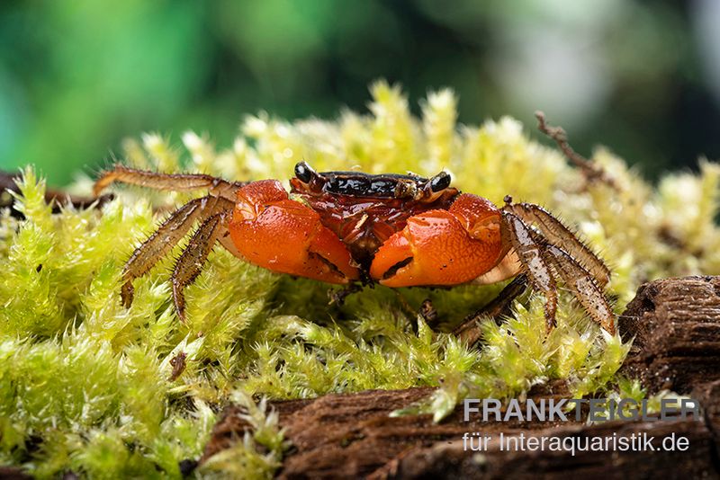 Inkakrabbe, Fasciarma fasciatum, Paar (1 Männchen + 1 Weibchen)