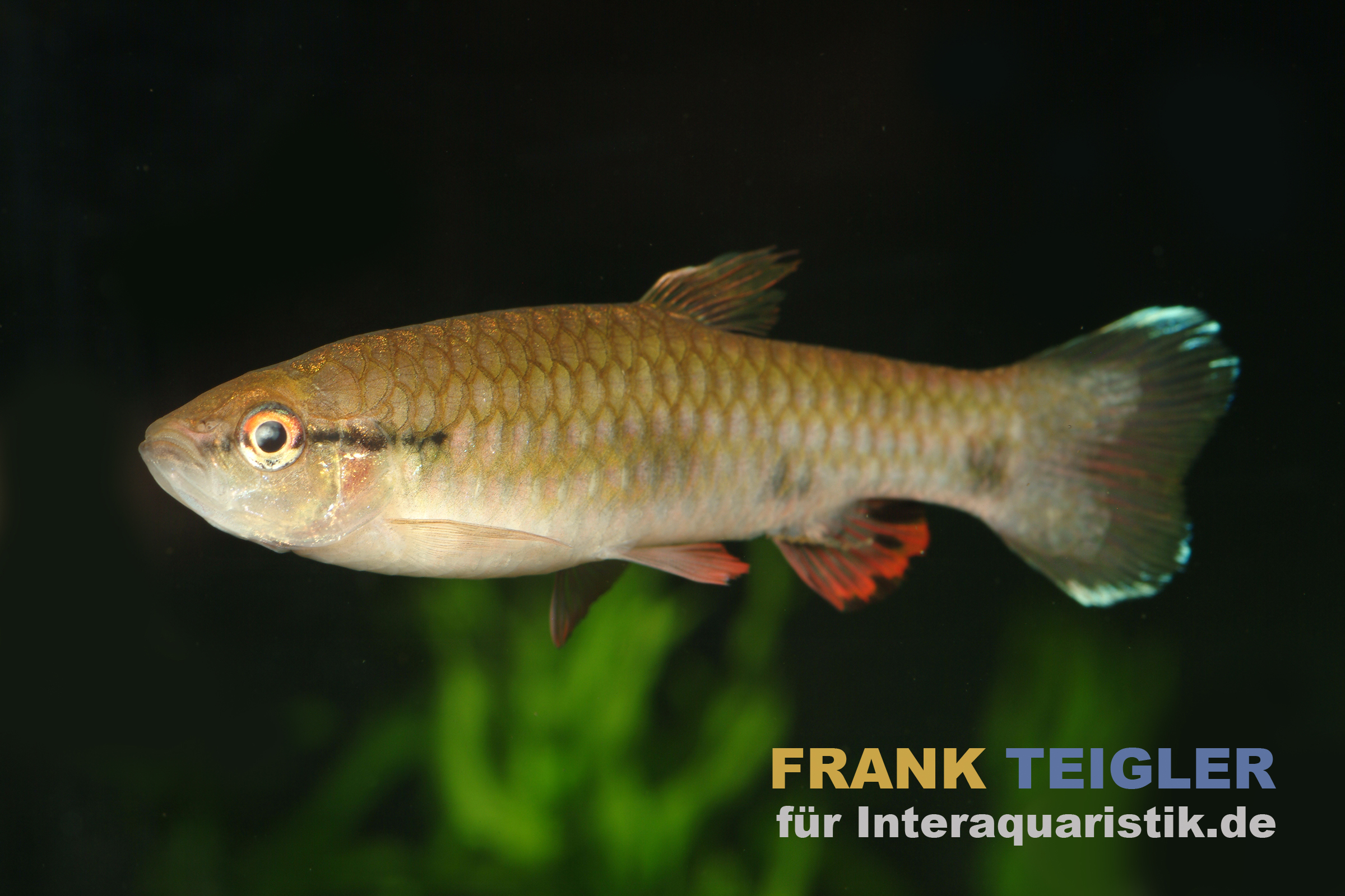 Weißsaum-Pyrrhulina, Pyrrhulina spilota