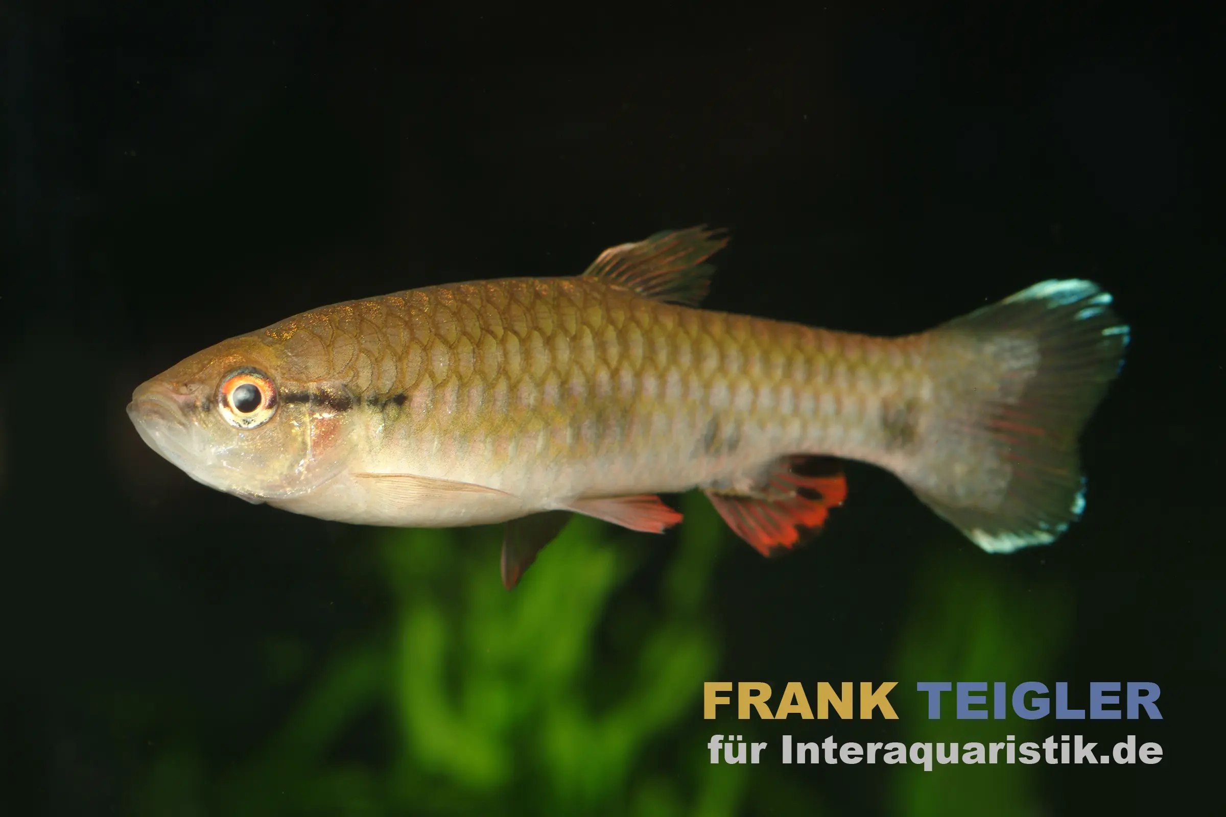 Weißsaum-Pyrrhulina, Pyrrhulina spilota