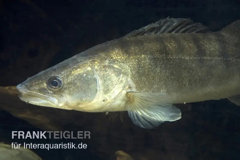 Zander, Sander lucioperca, 6-8 cm (Kaltwasser)