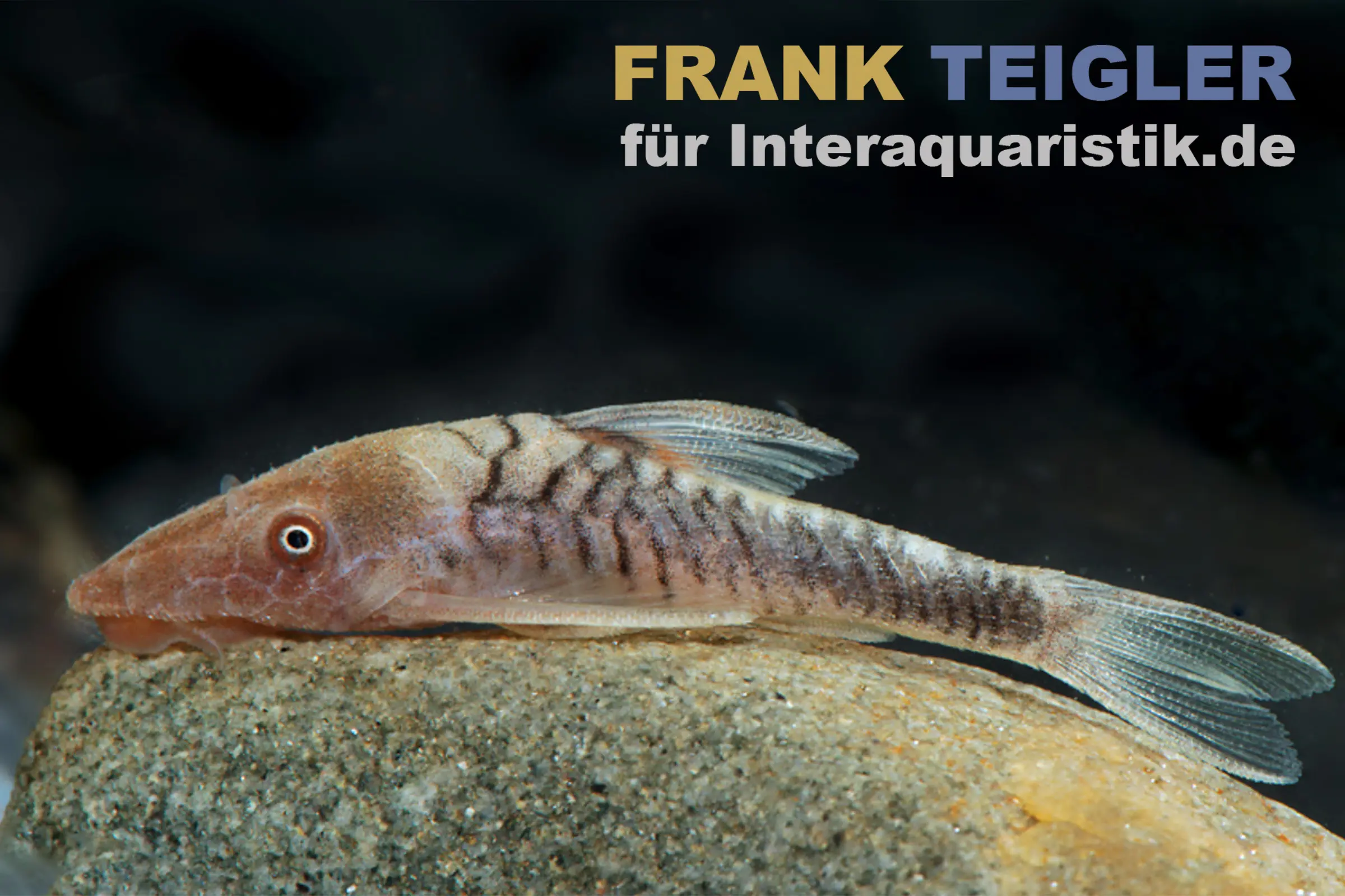 Zebra-Zwergharnischwels, LDA 110, Nannoptopma spec. ZEBRA