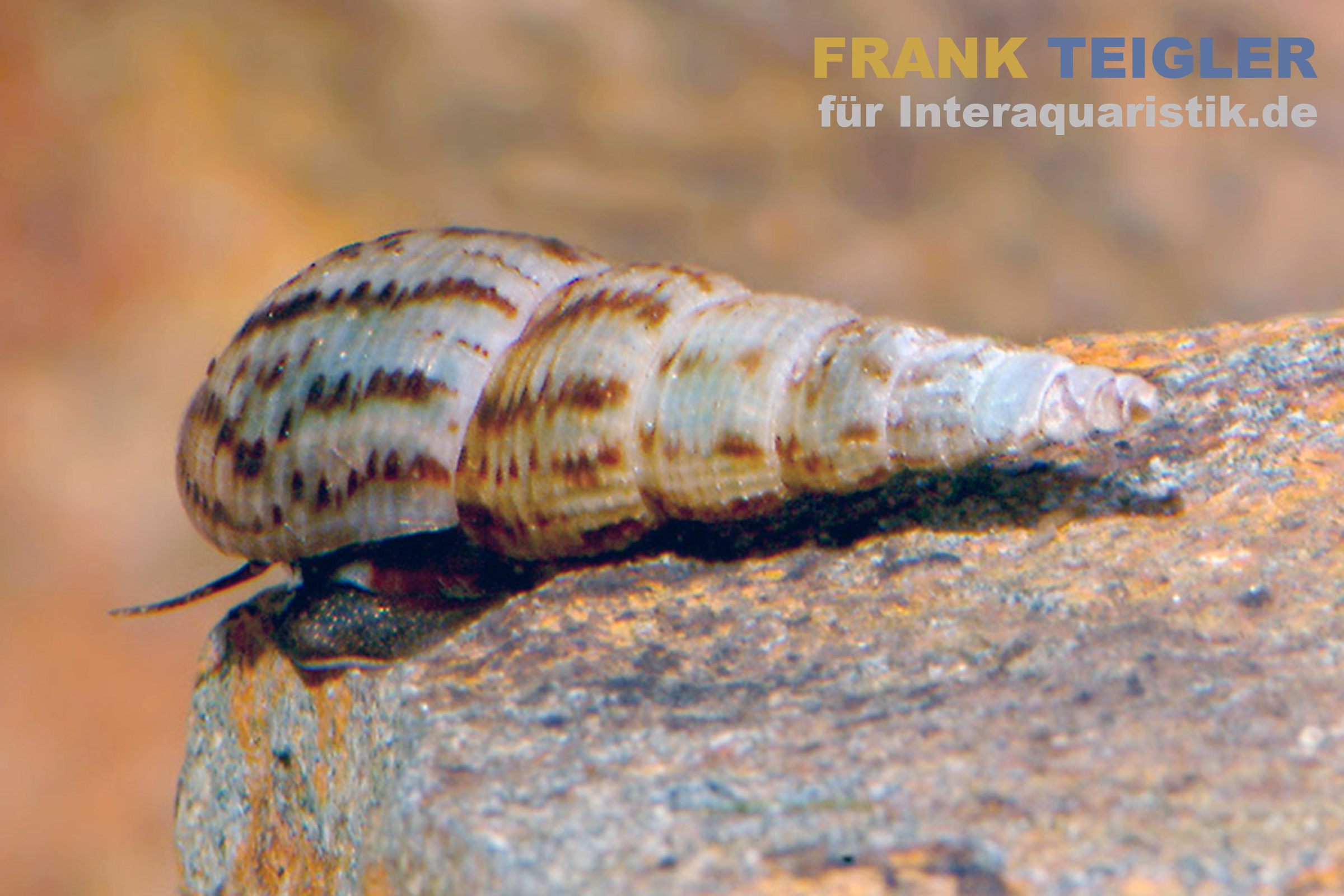Turmdeckelschnecke, Melanoides tuberculata