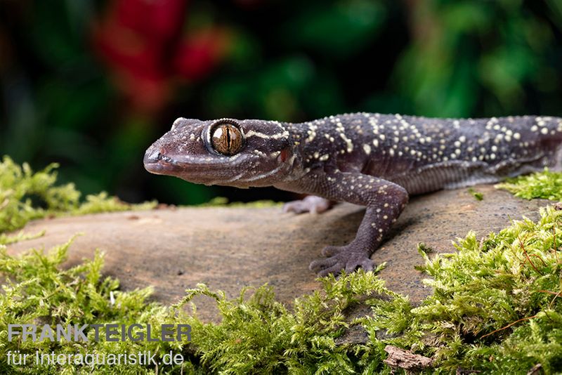 Gebänderter Blattzehengecko, Hemidactylus fasciatus