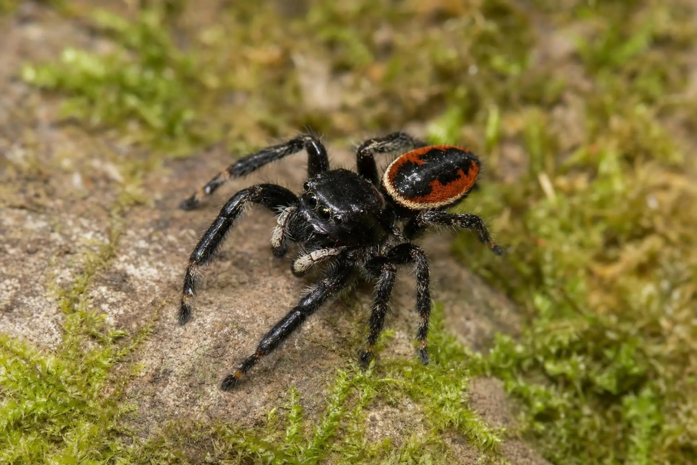 Brillante Springspinne, Phidippus clarus