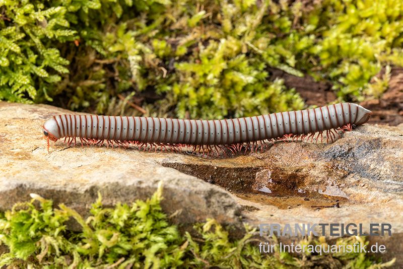 Caudulanus-Tausendfüßer, Spirobolus caudulanus