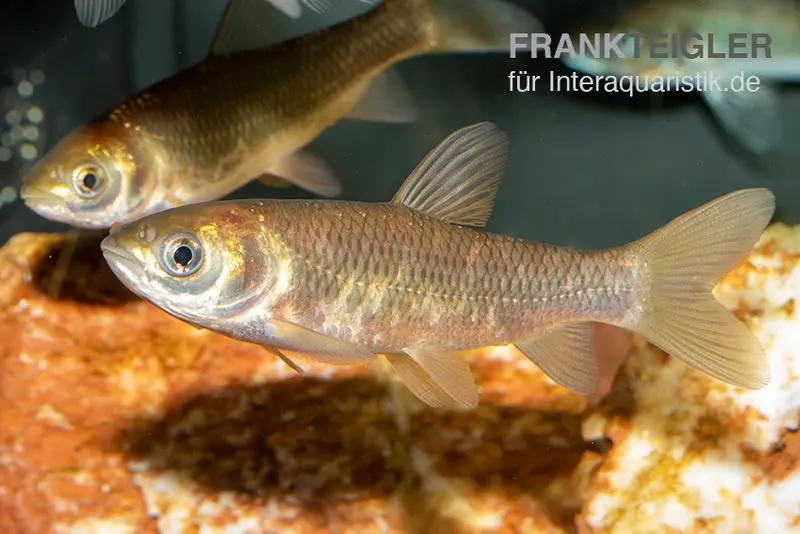 Graskarpfen, Ctenopharyngodon idella, 7-10 cm (Kaltwasser) DNZ