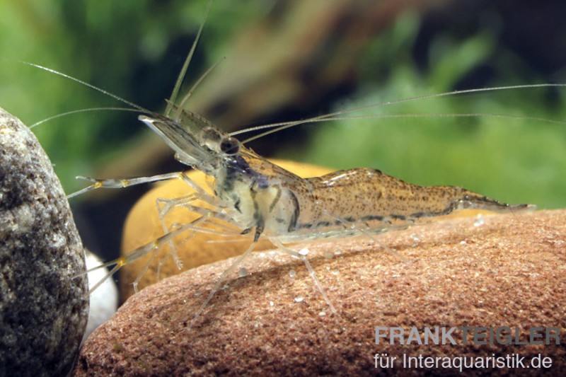 Rotscherengarnele, Macrobrachium peguensis (Planarienfresser)