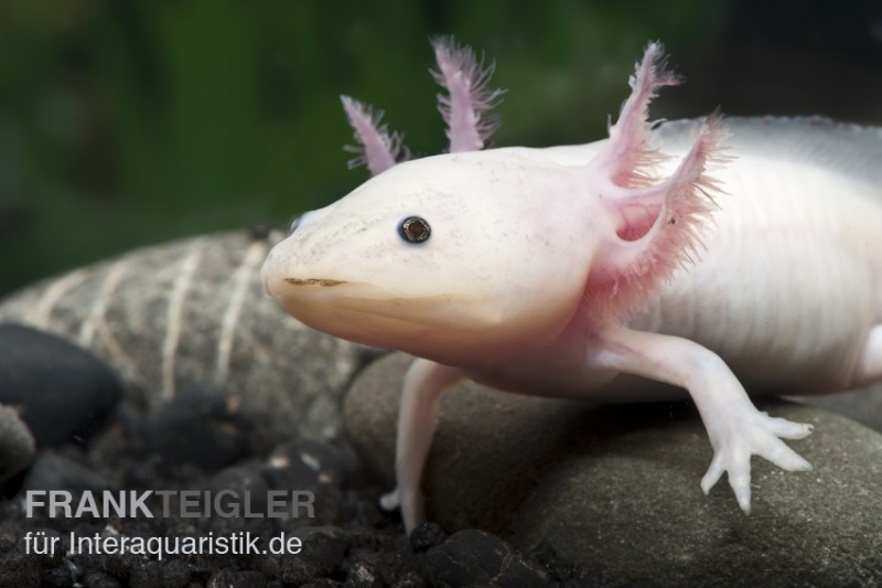 Axolotl Weißling, Ambystoma mexicanum XL, 18 cm