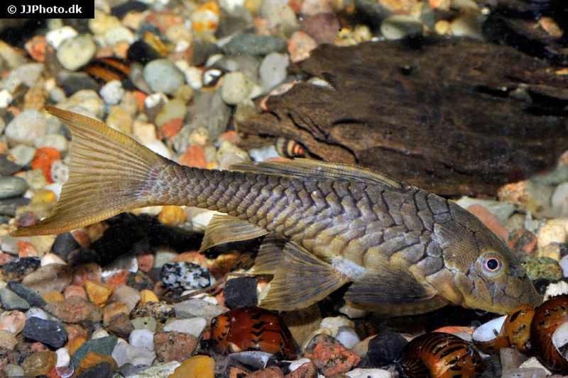 Wels L152 Orinoko-Tannenzapfenwels, Pseudorinelepis genibarbis