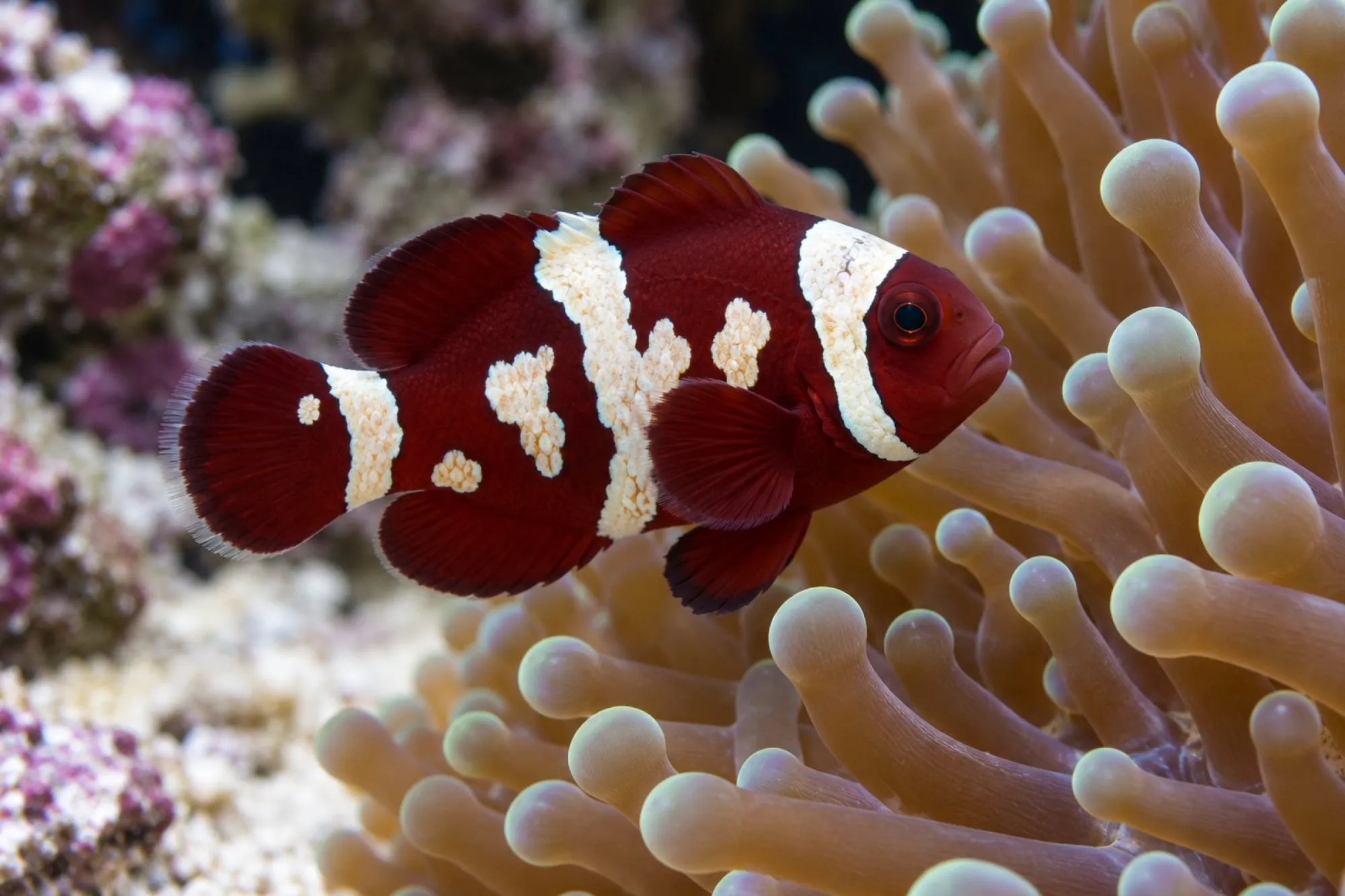 Samtanemonenfisch „Goldflake“ Nachzucht, Premnas biaculeatus