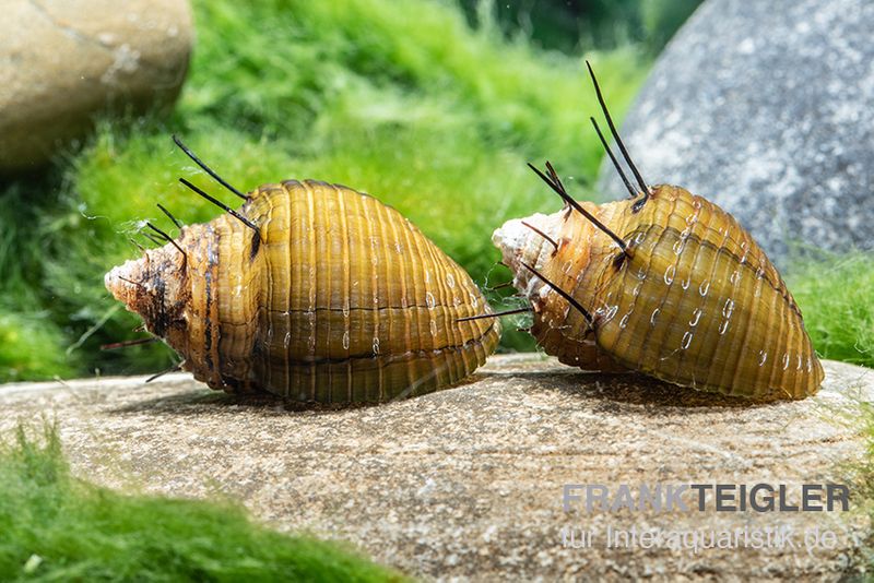 Haarige Turmdeckelschnecke, Thiara cancellata