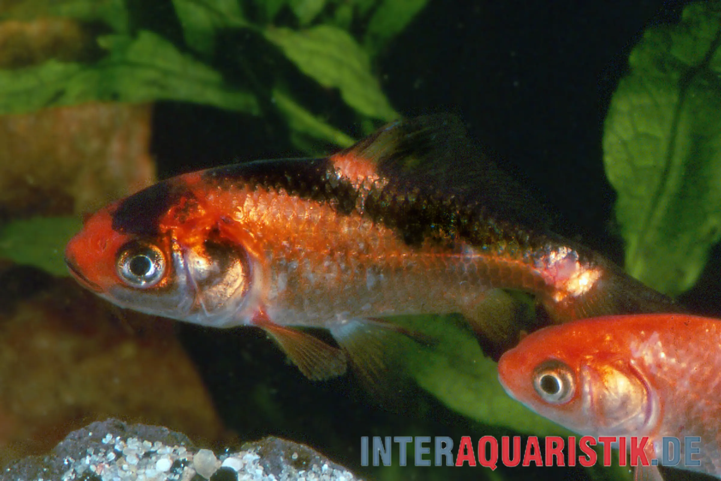 Nahaufnahme von zwei roten und schwarz gemusterten Aquarienfischen (Barben) im Aquarium vor grünen Wasserpflanzen und Kies