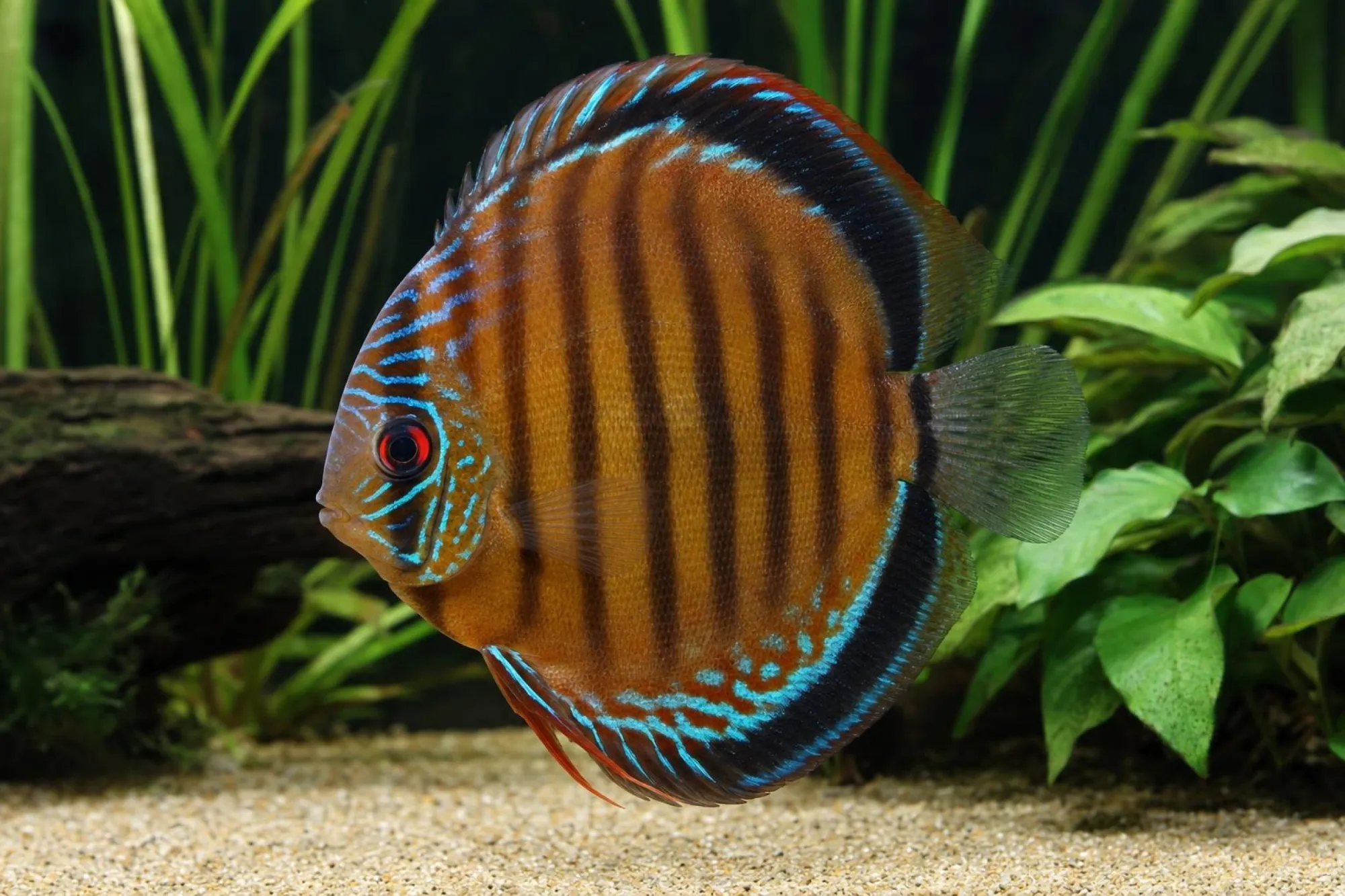 Diskus „Red Turquoise High Body“, Symphysodon aequifasciatus