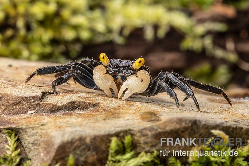 Gelbaugen-Vampirkrabbe, Geosesarma sp. "Yellow Eye" , Paar (1 Männchen + 1 Weibchen)