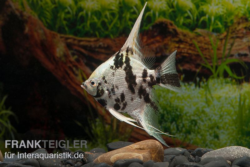 Skalar Platinum Marmor, Pterophyllum scalare, 4-5 cm, DNZ