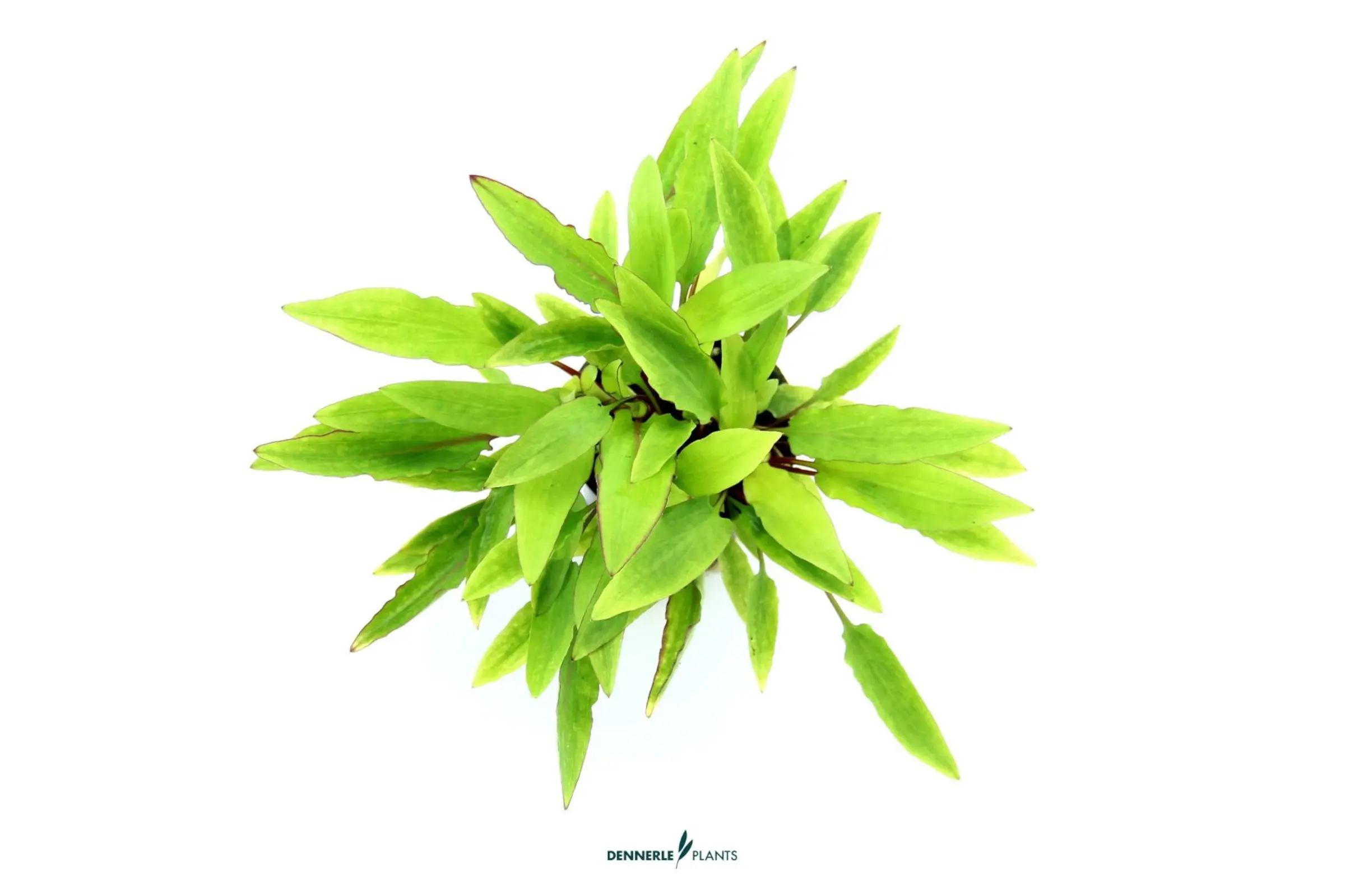 Dunkelorangener Wasserkelch, Cryptocoryne affinis 'Dark Orange', im Topf