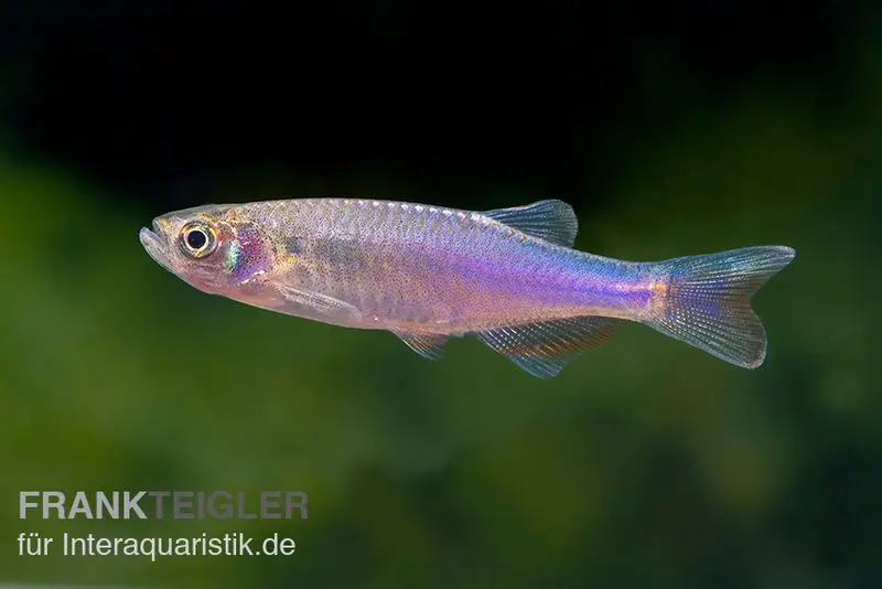 Rosenbärbling, Danio roseus, 3-5 cm
