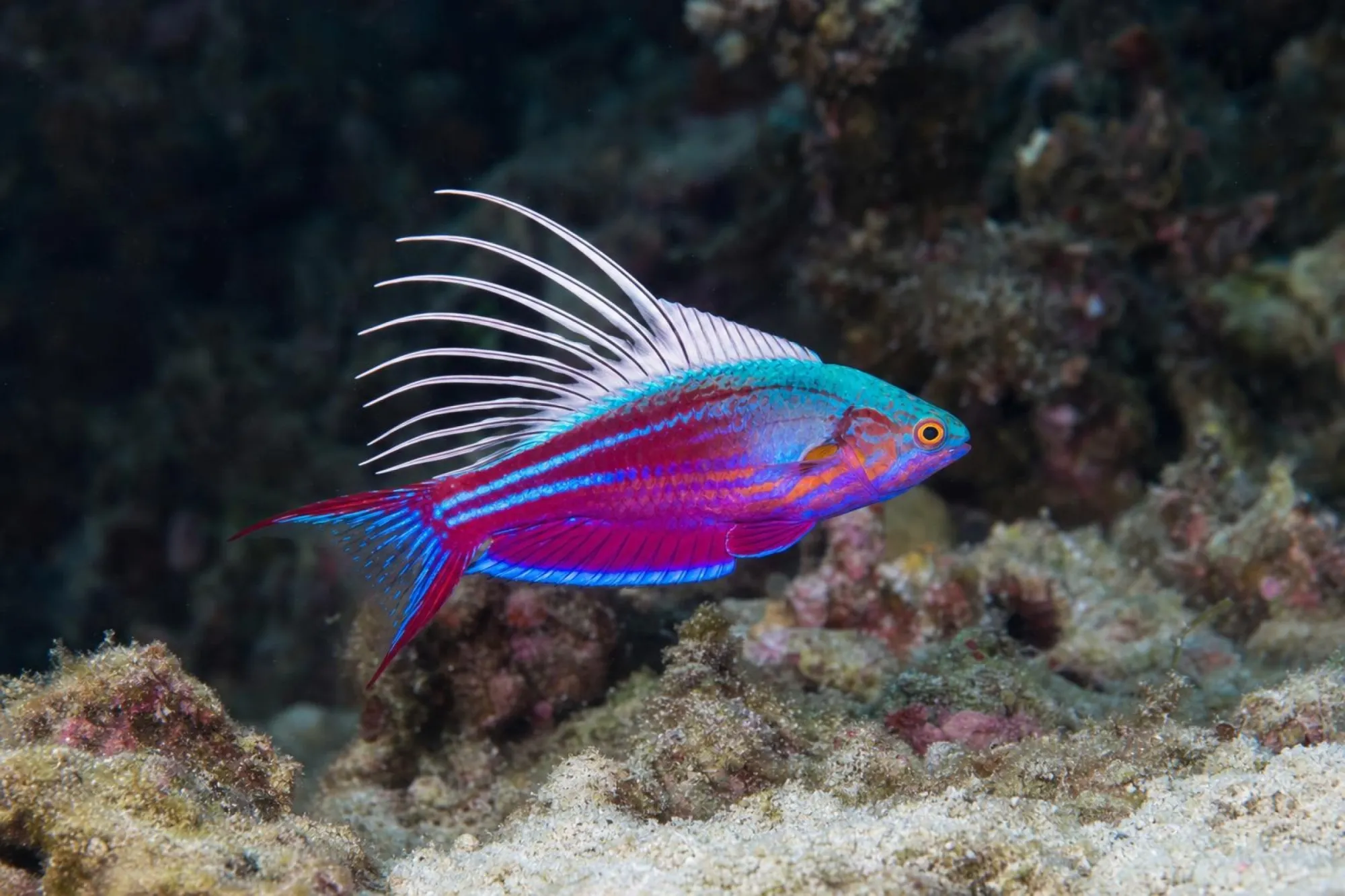 Blauer Zwerglippfisch, Paracheilinus cyaneus