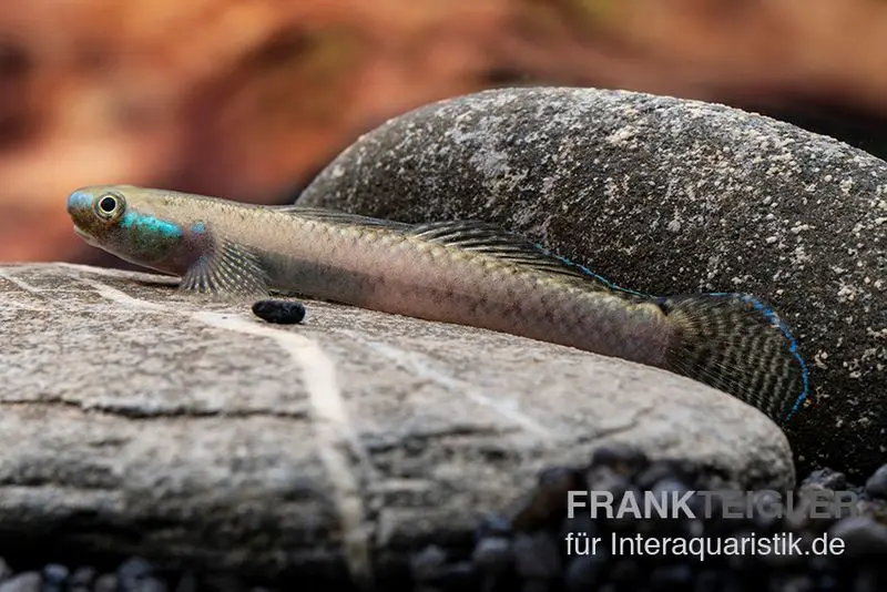 Pelewensis-Grundel, Stiphodon pelewensis