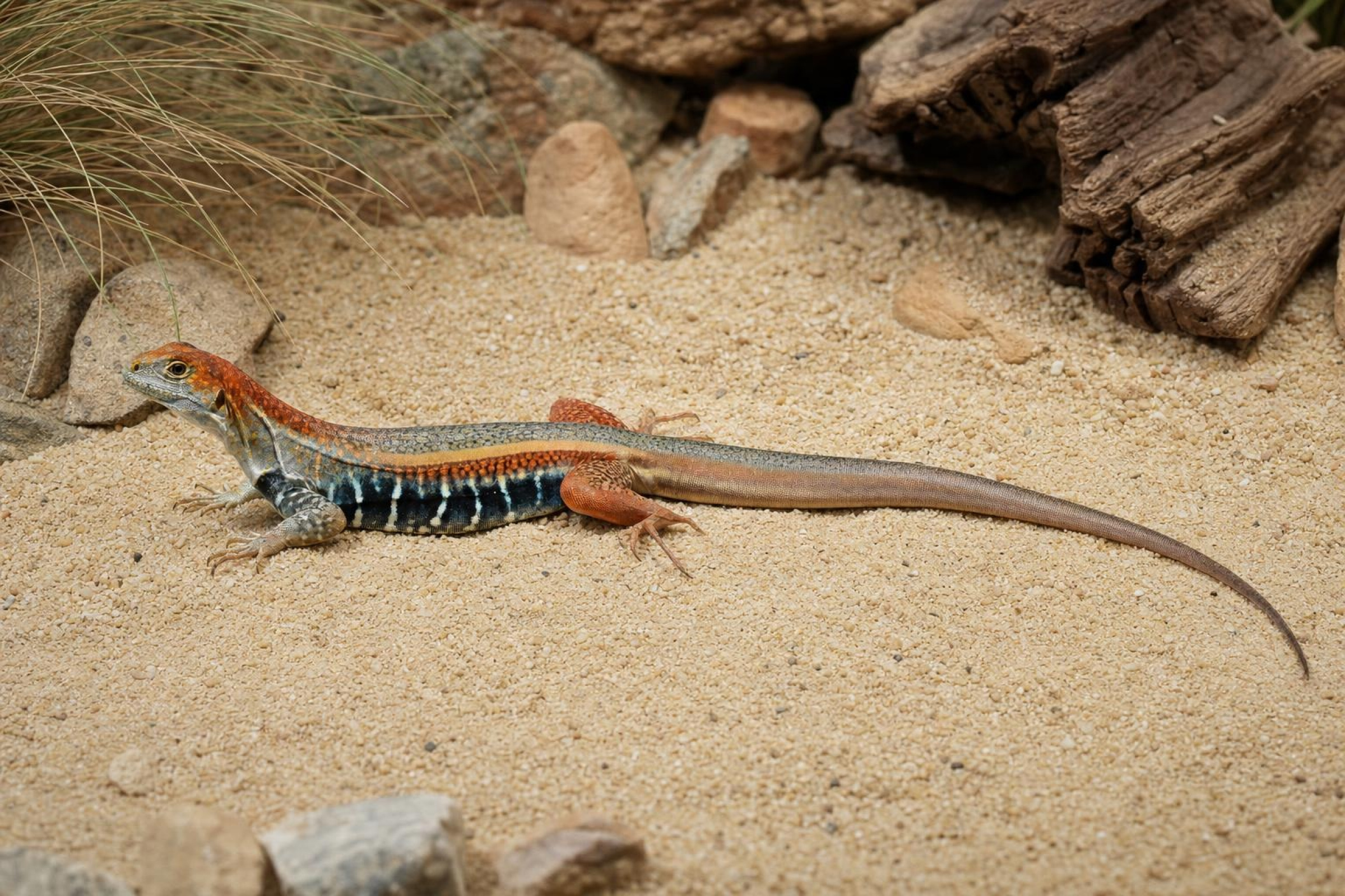 Vietnam-Schmetterlingsagame, Leiolepis guttata
