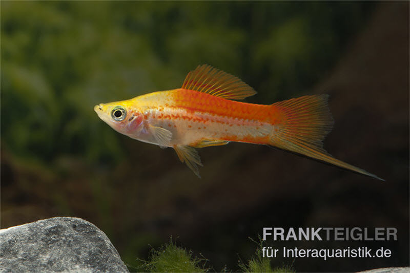 Ananas-Schwertträger, Xiphophorus helleri, Trio (1 Männchen + 2 Weibchen)