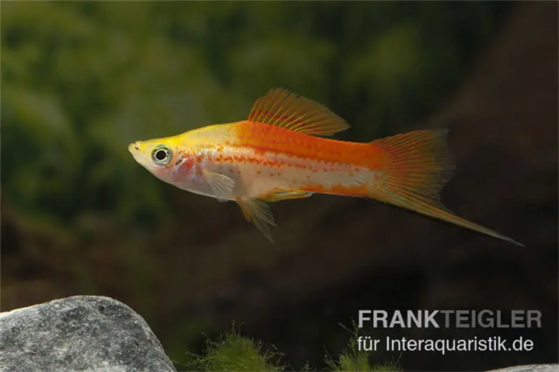 Ananas-Schwertträger, Xiphophorus helleri