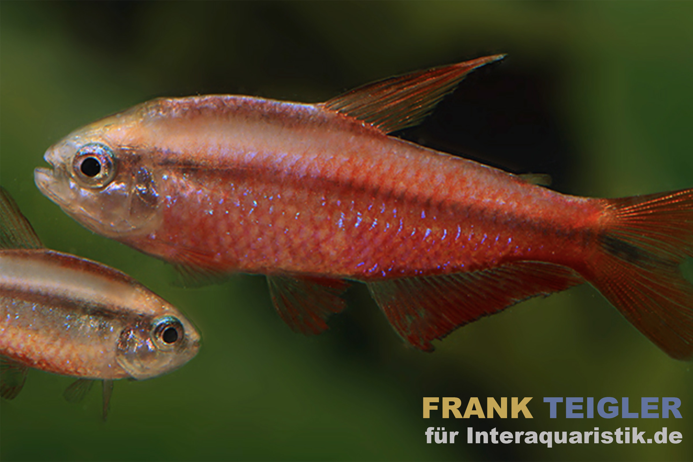 Super-Red-Devil-Tetra, Hyphessobrycon notidanos "Red Devil" (Rarität)