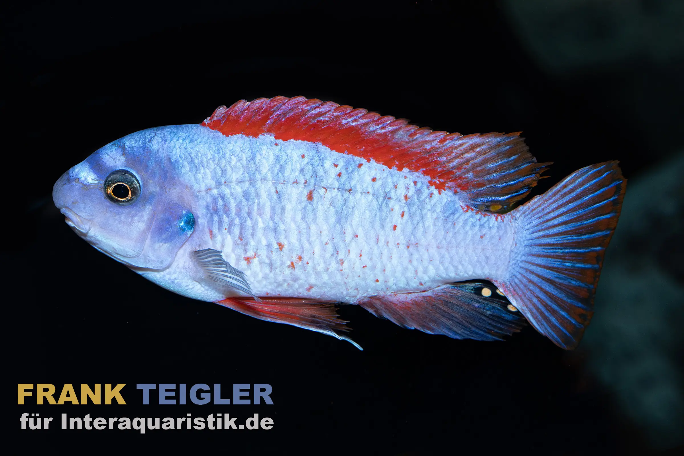 Thumbi West Schabemaulbuntbarsch, Labeotropheus trewavasae "Thumbi West", 3-4 cm