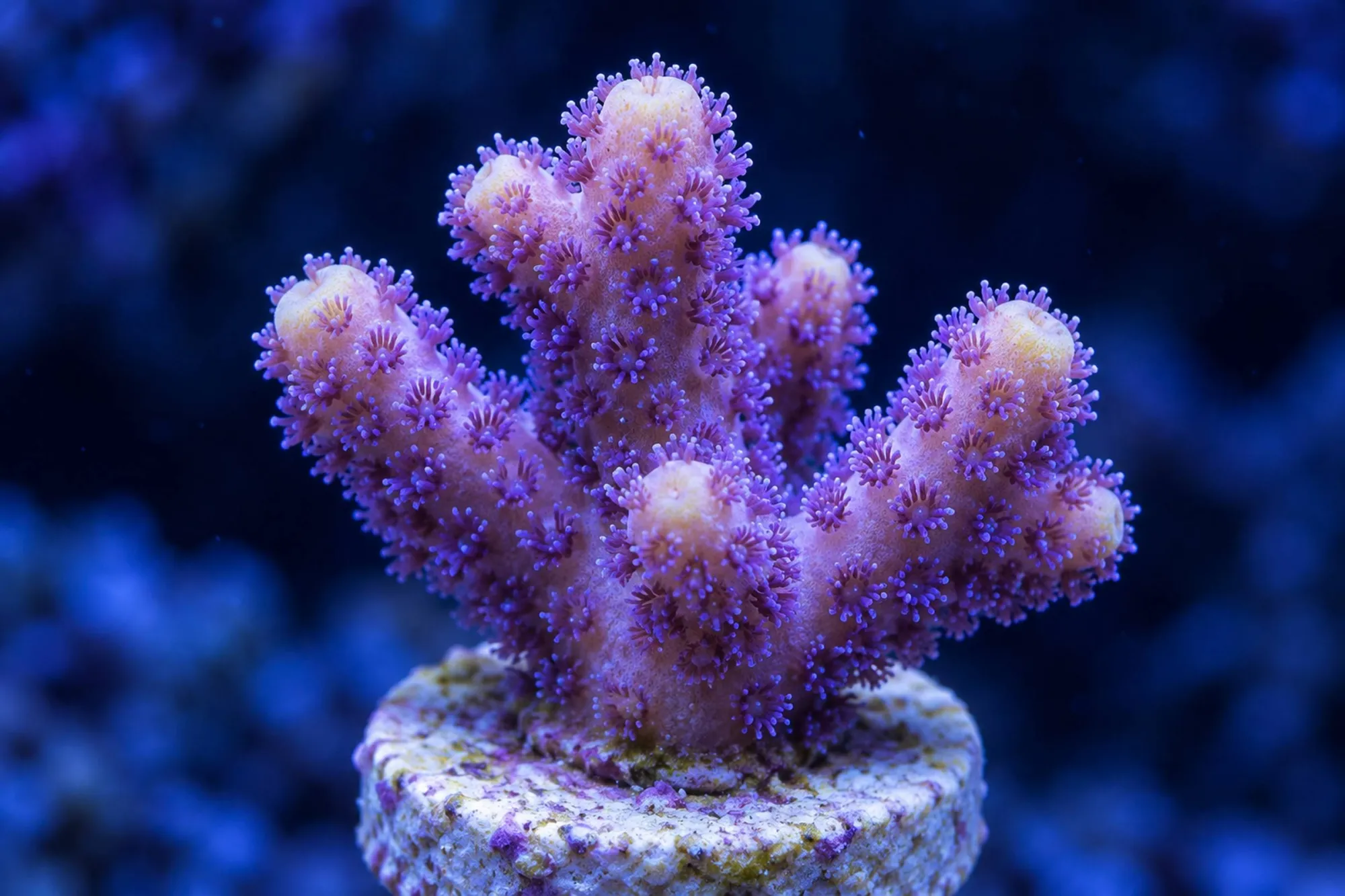 Fingerkoralle „Milka“ (Nachzucht), Stylophora pistillata, Größe S–M