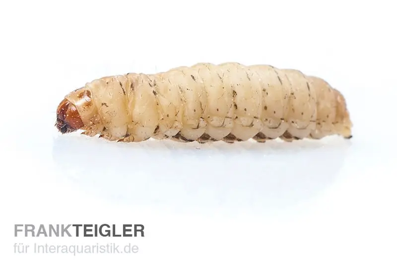 Wachsmaden, mit Substrat (Zuchtansatz)