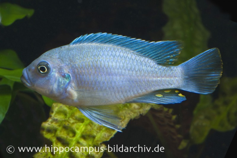 Blau-Roter Zebra, Maylandia estherae blau-rot, DNZ