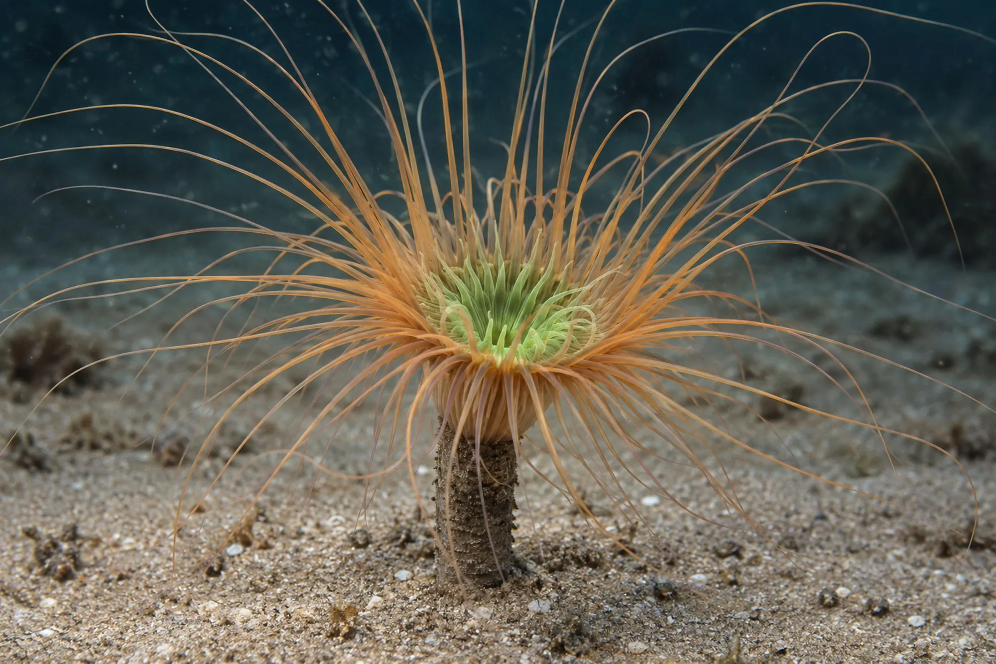 Filigrane Zylinderrose „Orange/Grüne Mitte“, Cerianthus filiformis, Größe S–M