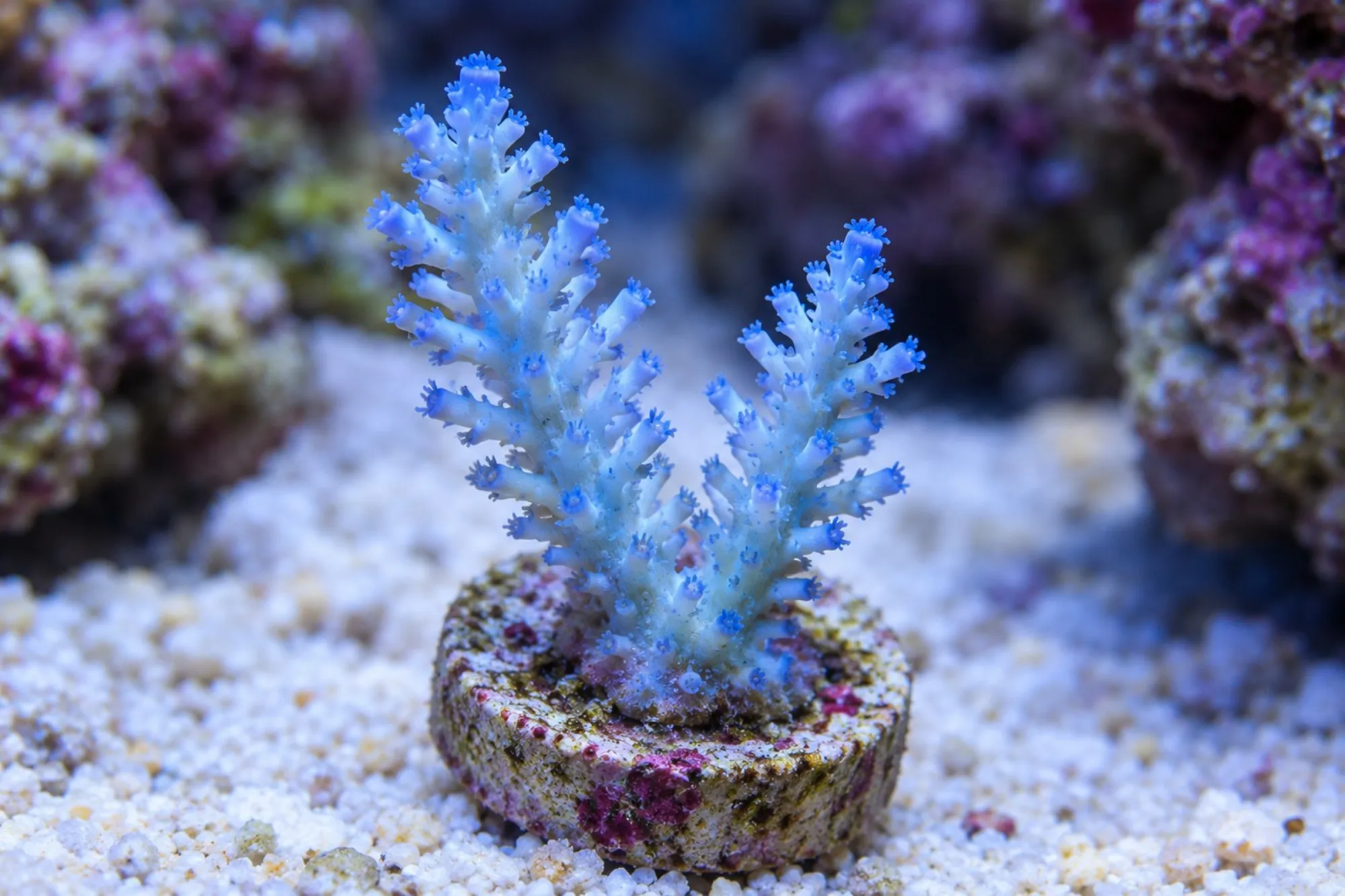Acropora-Steinkoralle „Hellblau“ (Nachzucht), Acropora echinata, Größe S–M