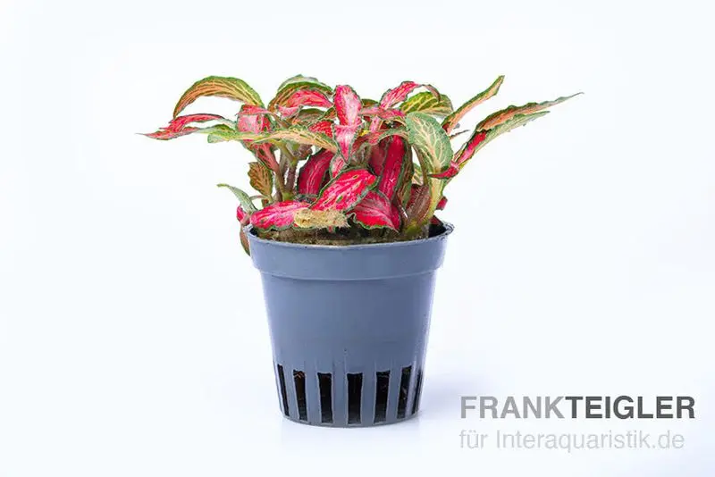 Rote Fittonia, Fittonia verschaffeltii (Terrariumpflanze)